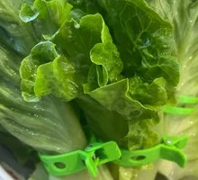 Lettuce
