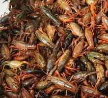 Special Price Crawfish