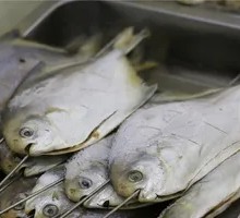 Spanish Mackerel
