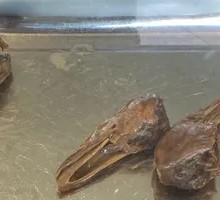 Goose Head