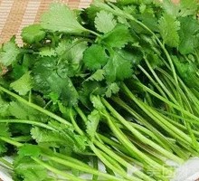 Cilantro