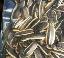 Melon Seeds