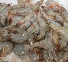 Sea White Shrimp