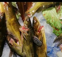 Yellow Catfish