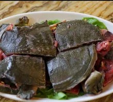 Softshell Turtle