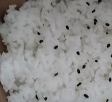 来自黑土地的米饭