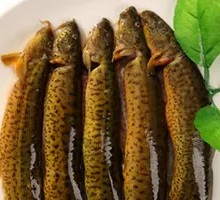 Loach