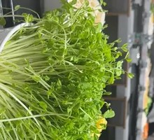 Pea Shoots