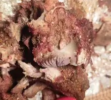Roasted Bones