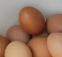 Egg
