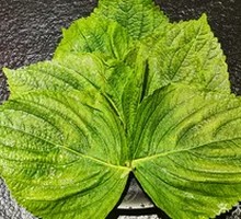 Perilla Leaf