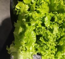 Lettuce