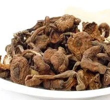 Hickory Mushroom