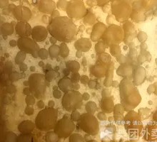 双鸡蛋果篦