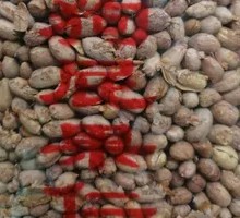 Dog Shit Nuts