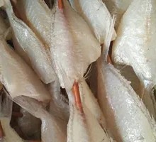 小白鱼