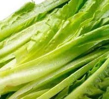 Oilseed lettuce