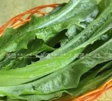 Oilseed lettuce