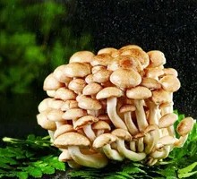 King Oyster Mushroom