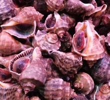 Conch