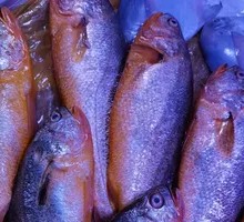 Yellow croaker