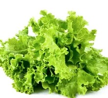 Oilseed lettuce