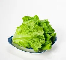 Lettuce