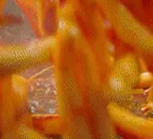 Spicy Squid