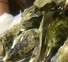Oyster