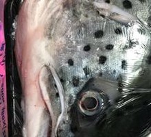 Salmon Head