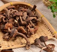 Wild Hazelnut Mushroom