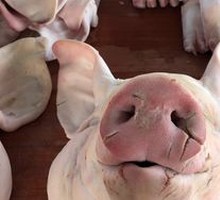 Pig's Head
