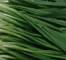 Leek