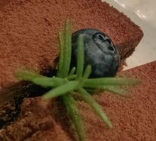 Lava Cake