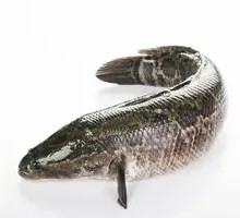 Black Fish