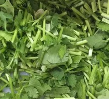 Cilantro