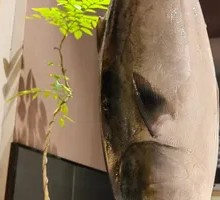 Yellowtail