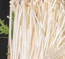 Enoki Mushroom
