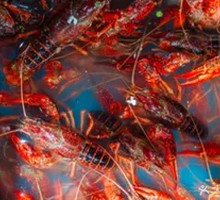 Medium-sized Crawfish
