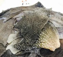 Fresh Tripe