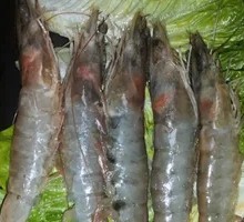 Grilled Shrimp