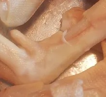 Salted Goose Feet