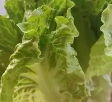 Lettuce