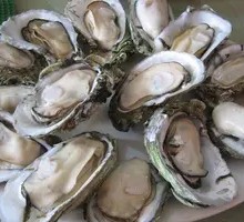 Oyster Set