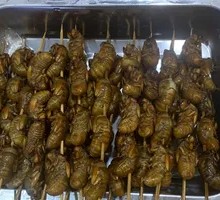 Cicada