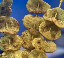 Roasted Golden Potato Slices