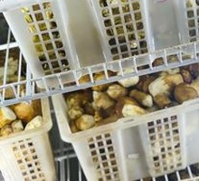 Chicken Mushroom