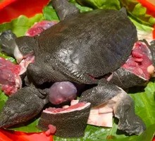 Fresh Turtle