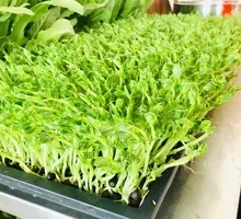 Fresh Vegetables