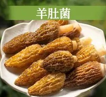 Morel Mushroom